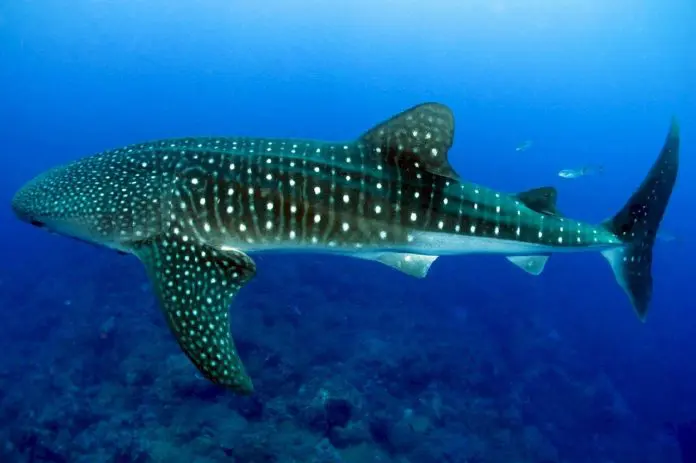 Share Your Shark Images with Researchers