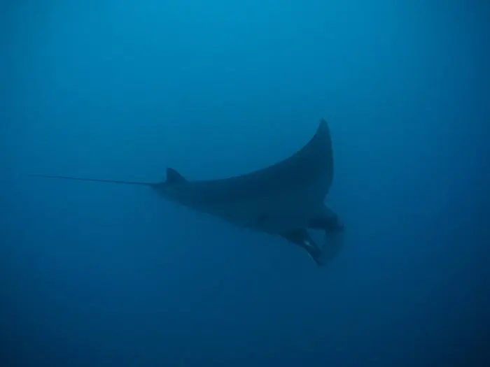 Manta Ray, South Africa