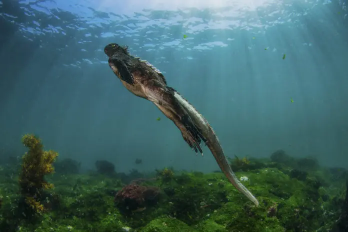 Marine Iguana's while on a Galapagos Liveaboard
