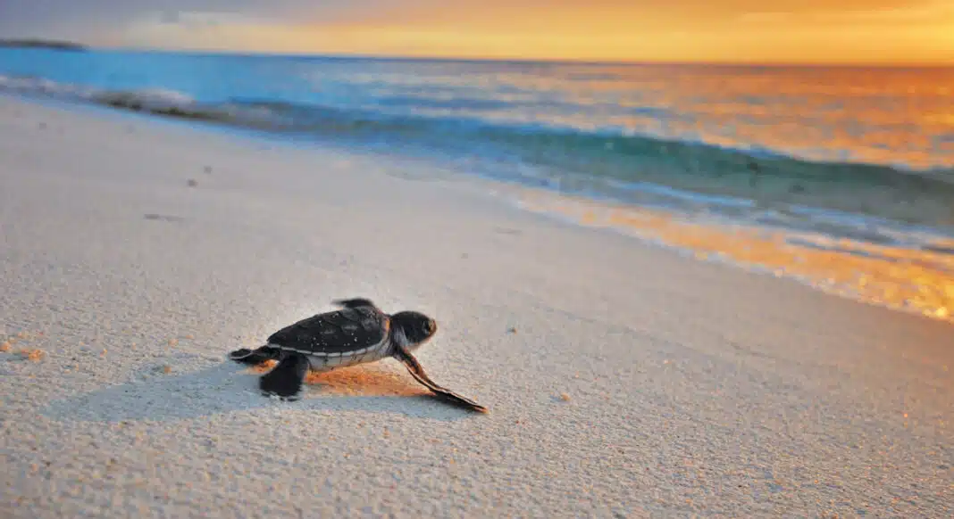 Astove Island Lodge - Seychelles - Blue Safari Seychelles