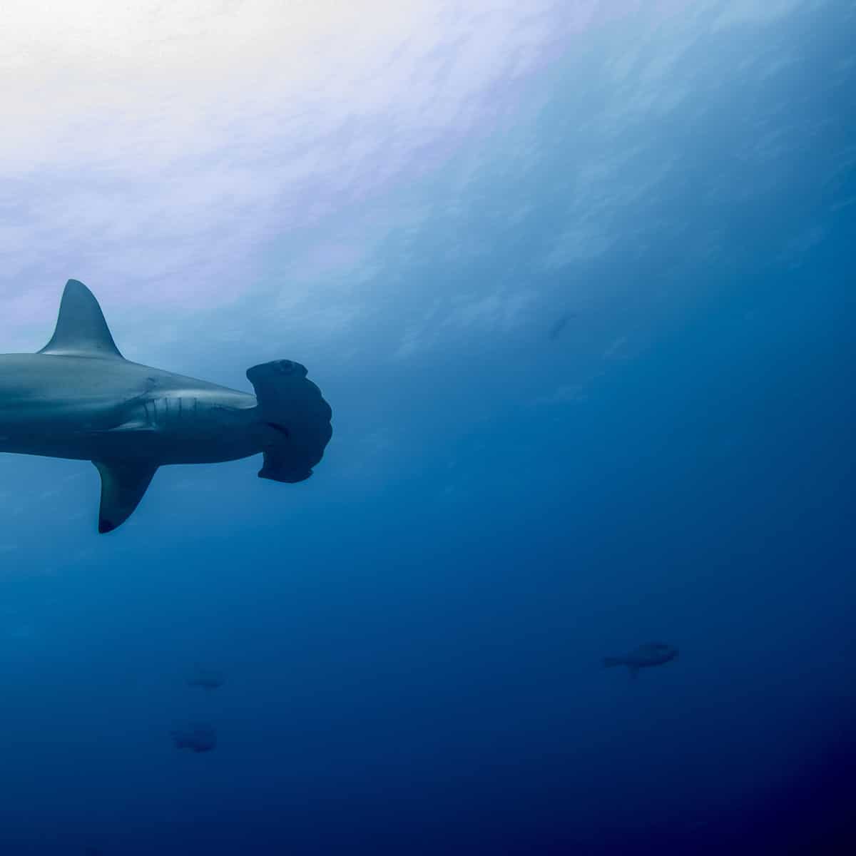 The Great Shark Snapshot Is Back For 2024 - DeeperBlue.com