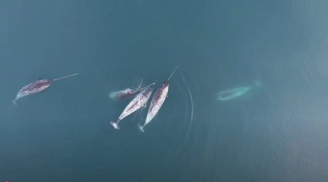Unprecedented Narwhals Behavior Captured By Drone Footage (Image credit: Greg O'Corry-Crow - Watt / FAU - DFO)